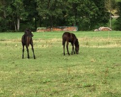 broodmare Bernadette (Oldenburg, 2015, from Bernay)