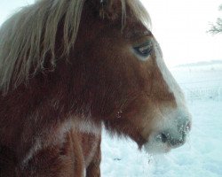 broodmare Tiffany (Haflinger, 1989, from Nikolaus)