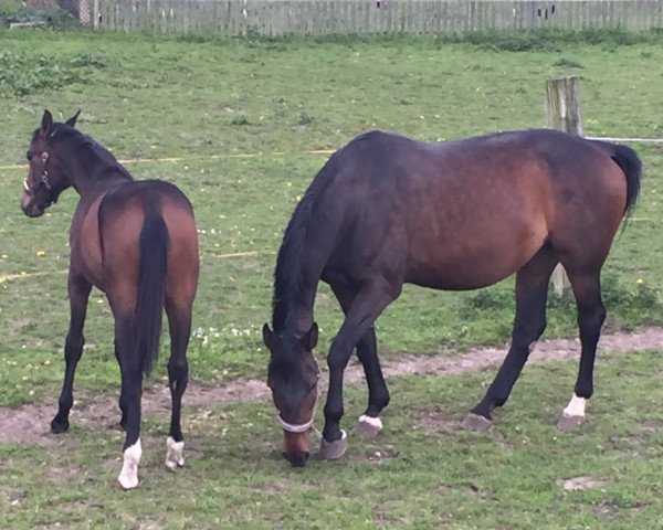 broodmare Donner's Lady (German Sport Horse, 2004, from Donnersmarck)