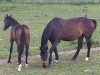 broodmare Donner's Lady (German Sport Horse, 2004, from Donnersmarck)