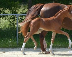 dressage horse Victoria (Hanoverian, 2021, from Von und Zu)