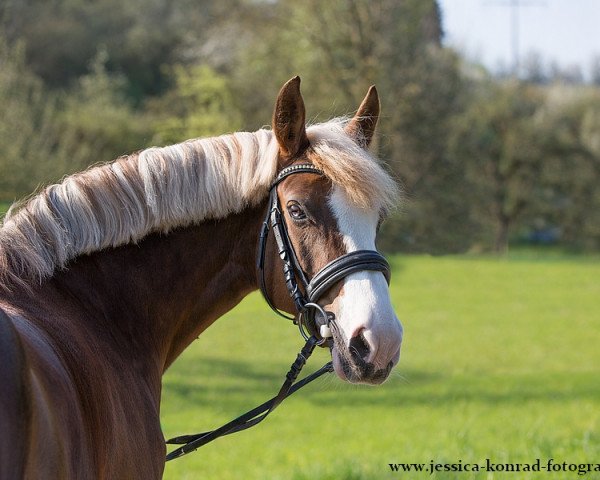 dressage horse Top Queen H (German Riding Pony, 2008, from Top Anthony II)