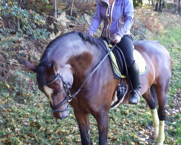 dressage horse Corinna 115 (Westphalian, 2005, from Coriando)