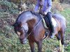 dressage horse Corinna 115 (Westphalian, 2005, from Coriando)