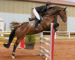 jumper Corleandro (Holsteiner, 2006, from Corleone)