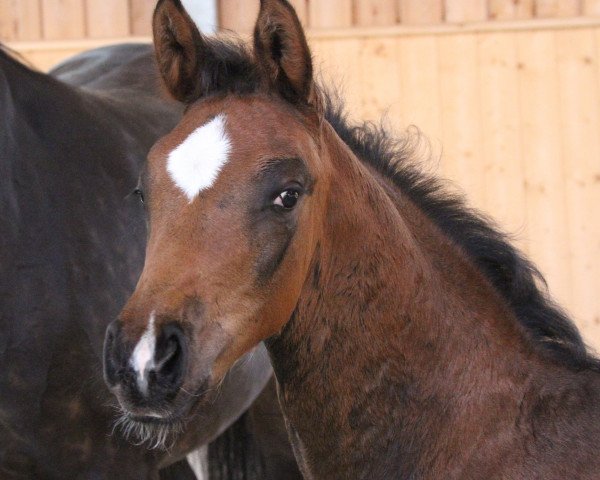 dressage horse Faberge (Hanoverian, 2016, from Fürst Romancier)