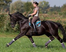 dressage horse Donna Clara 51 (Hanoverian, 2006, from D-Online)