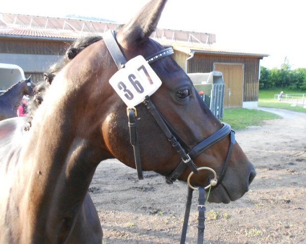 horse Toffifee 26 (Württemberger, 2005, from Tullamore)