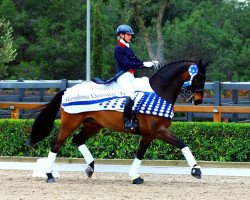 dressage horse Don Archie (Hanoverian, 2004, from Dimaggio)