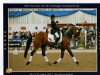 dressage horse Highcliffe Apollo (Hanoverian, 2002, from Der Lenz)