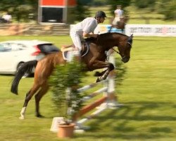 jumper Coletta 33 (Hanoverian, 2010, from Cloney)