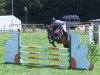 jumper Chaccoron (Oldenburg show jumper, 2010, from Chacco-Blue)