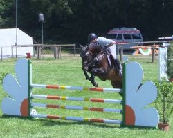 jumper Chaccoron (Oldenburg show jumper, 2010, from Chacco-Blue)