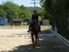 dressage horse Fuego 105 (Württemberger, 2005, from French Kiss)