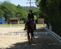 dressage horse Fuego 105 (Württemberger, 2005, from French Kiss)