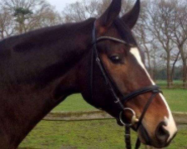 dressage horse Sahin Sch (Hanoverian, 2012, from Sir Donnerhall I)
