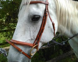 horse Modena 21 (Oldenburg, 1992, from Masai)