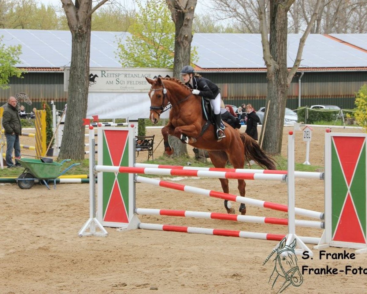 Springpferd Clara 126 (Holsteiner, 2010, von For Ever Jump)