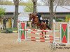 jumper Clara 126 (Holsteiner, 2010, from For Ever Jump)