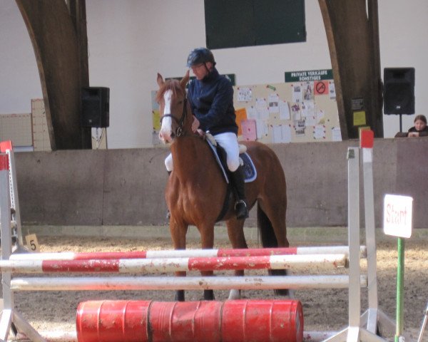 jumper Caliga T (Hanoverian, 2011, from Calido I)