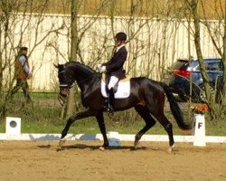 dressage horse Fürst von Damme (Oldenburg, 2011, from Fürst Romancier)