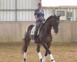 dressage horse Sir Chocolate 5 (Rhinelander, 2009, from Sir Donato)