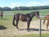 broodmare Lametta (Hanoverian, 2005, from Londonderry)