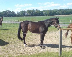 broodmare Lametta (Hanoverian, 2005, from Londonderry)