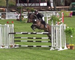 jumper Cocolotta K (Hanoverian, 2010, from Cristallo I)