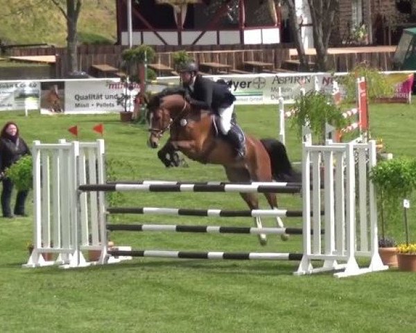 jumper Sir Charlie Chaplin (KWPN (Royal Dutch Sporthorse), 2007, from Sir Donnerhall I)