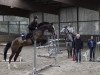 jumper Anka (German Sport Horse, 2003, from Anton)