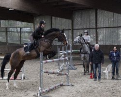 jumper Anka (German Sport Horse, 2003, from Anton)