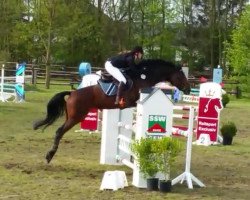 jumper Elinora Joh (KWPN (Royal Dutch Sporthorse), 2009)