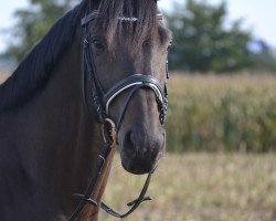 dressage horse Summertimes Johny (Trakehner, 2007, from Summertime)