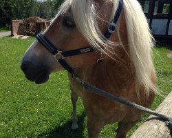 broodmare Viola II (Haflinger, 2000, from Nordtirol)