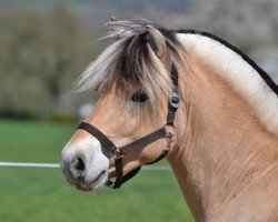 Pferd Harvard (Fjordpferd, 2012, von Herko)