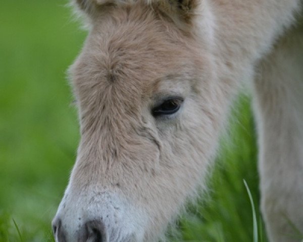 Pferd Hullmann H (Fjordpferd, 2016, von Harvard)