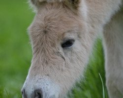 horse Hullmann H (Fjord Horse, 2016, from Harvard)