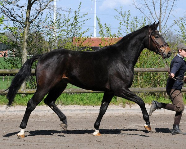 dressage horse Wallach von Riccio/Monsieur (Westphalian, 2011, from Riccio)