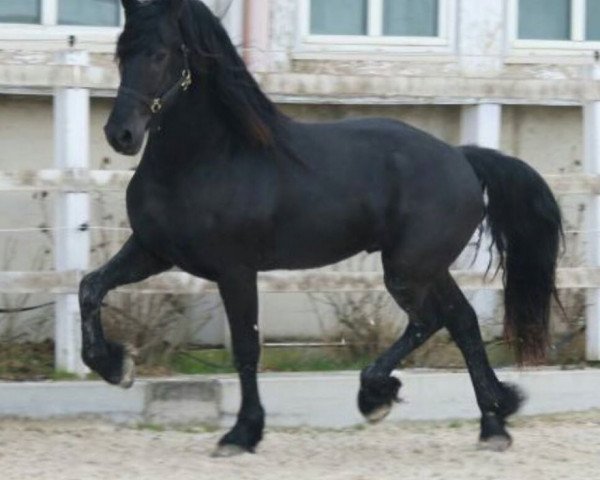 horse Rutger (Friese, 2013, from Stendert 447)
