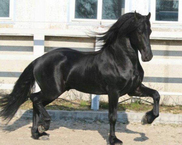 horse Raoul (Friese, 2013, from Bikkel 470)