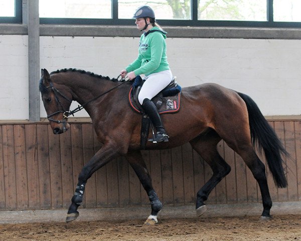 jumper Wallach von Casper/Acord (German Warmblood, 2012, from Casper)