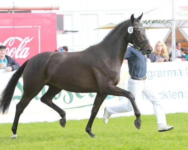 dressage horse Fuggers Black Pearl (Mecklenburg, 2010, from Fürst Fugger)
