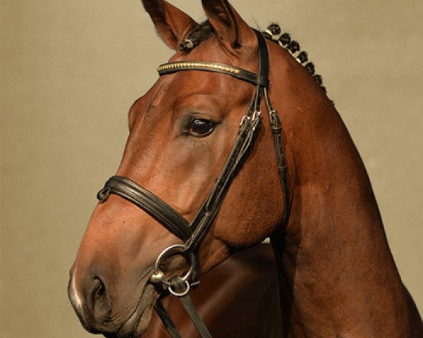 stallion Forbes (Hanoverian, 2011, from Fidertanz)