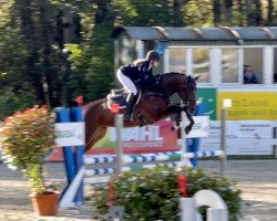 jumper Dimanche Z (Belgian Warmblood, 2017, from Dominator 2000 Z)