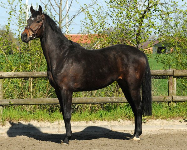 dressage horse Wallach von Fürst Grandios/Perugino xx (Westphalian, 2010, from Fürst Grandios)