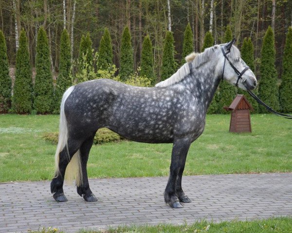 Pferd Siwa (Polnisches Pony, 2010)