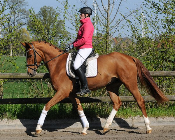 dressage horse Wallach von Fürst Rousseau/Fisherman's Friend (Hanoverian, 2011, from Fuerst Rousseau)