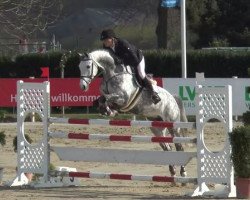 jumper Catena 5 (Holsteiner, 2010, from Calido I)