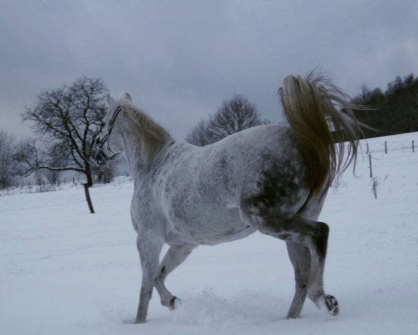 horse Grey Babe (German Riding Pony, 1996, from Gentle Gipsy)